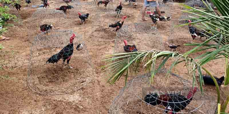 Cho gà tắm nắng buổi sáng