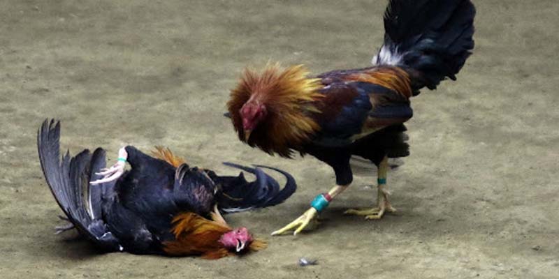 Đá Gà Cựa Dao Sao789 - Kịch Tính, Giải Thưởng Hấp Dẫn