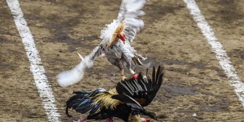 Hướng dẫn tham gia cá cược đá gà sao789