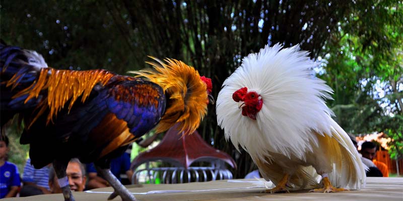 Một số hình thức cá cược tại trang web